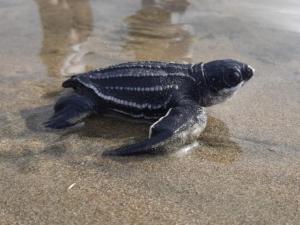 Manabí celebra el nacimiento de 95 tortugas laúd, la especie marina más grande del mundo